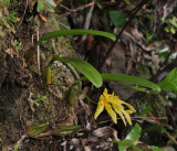 Bulbophyllum longiflorum