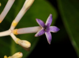 Chassalia corallioides. Close-up.