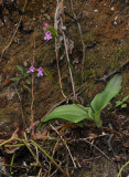 Cynorkis purpurascens