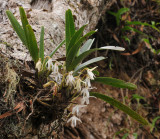 Jumellea triquetra