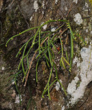 Rhipsalis baccifera