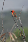Foudia madagascariensis