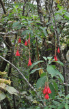 Fuchsia boliviana