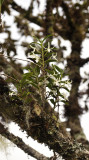 Jumellea rossii