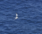 Phaethon lepturus