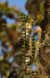 Angraecum appendiculatum