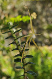 Angraecum appendiculatum. Closer.