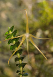 Angraecum appendiculatum. Close-up.