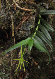Angraecum pingue. Closer.