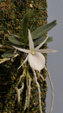 Angraecum rutenbergianum.jpg
