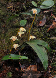 Bulbophyllum sopoetanense