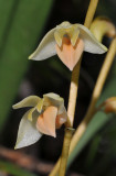 Bulbophyllum sopoetanense. Close-up.