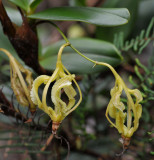 Dendrobium kinabaluensis