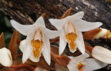 Coelogyne papillosa. Closer.