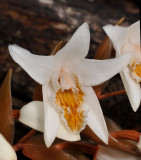 Coelogyne papillosa. Close-up.