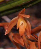 Coelogyne plicatissima. Close-up.jpg