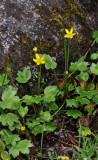 Ranunculus lowii.jpg