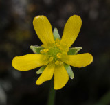 Ranunculus lowii. Close-up.jpg