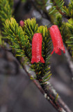 Rhododendron ericoides.2.jpg
