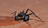 ant.jpg