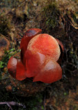 Balanophora sp. female flower.jpg