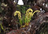 Dendrochilum dewindtianum.1.jpg