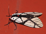 Moth.jpg