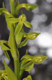 Platanthera kinabaluensis. Close-up.jpg