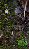 Utricularia.jpg
