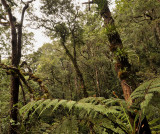Kinabalu forest.2.jpg
