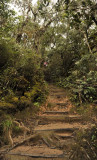 Kinabalu trail.jpg