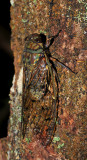 Cicada Pomponia merula.2.jpg