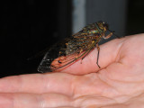 Cicada Pomponia merula.5.jpg