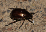 Golden beetle.jpg