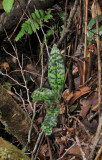 Paphiopedilum javanicum.2.jpg