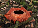 Rafflesia keithii 6 petals.2.jpg
