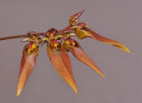 Bulbophyllum longibrachiatum. Closer. HBL20051916.jpg