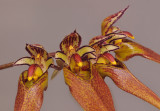 Bulbophyllum longibrachiatum. Close-up. HBL20051916.jpg