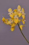 Bulbophyllum pleurothallidianthum. Closer. HBL20130645.jpg