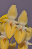 Bulbophyllum pleurothallidianthum HBL20130645.jpg