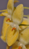 Bulbophyllum pleurothallidianthum. Close-up. HBL20130645.jpg