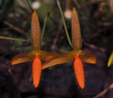 Bulbophyllum pyroglossum HBL20031727A.jpg