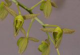 Catasetum kempfii. Closer. HBL31020.jpg