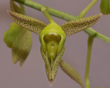 Catasetum kempfii. Close-up.2. HBL31020.jpg