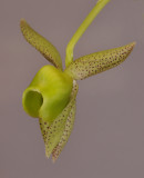 Catasetum kempfii. Close-up. HBL31020.jpg