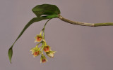Dendrobium armeniacum HBL20110329.jpg