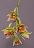 Dendrobium armeniacum. Closer. HBL20110329.jpg