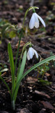 Galanthus nivalis Sibbertoft White.jpg