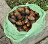 Bettle palm fruits.jpg