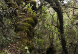 Kinabalu forest.jpg